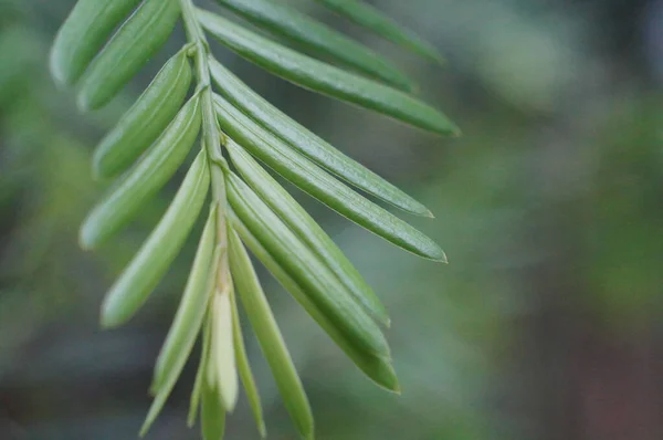 Eine Nahaufnahme Grüner Blätter Einer Pflanze Auf Verschwommenem Hintergrund — Stockfoto