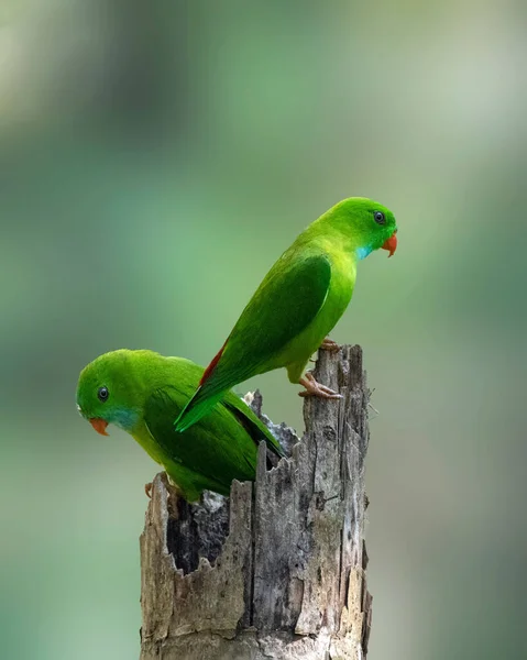 Ένα Κοντινό Πλάνο Πουλιά Παπαγάλους Κρεμασμένα Κορμό Δέντρου — Φωτογραφία Αρχείου
