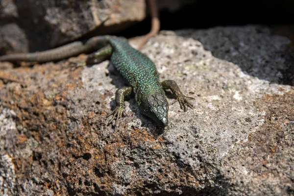 Primer Plano Lagarto Pared Madeira Sobre Una Roca Bosque — Foto de Stock