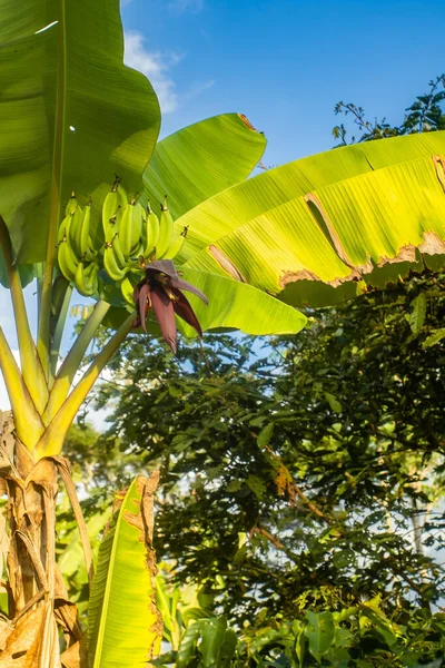 Krásná Organická Banánová Plantáž Peruánské Džungli — Stock fotografie