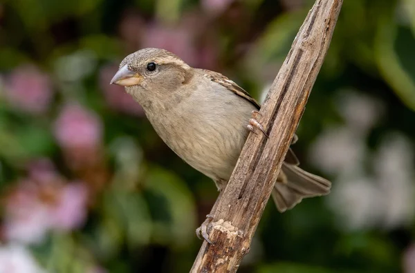 Faágon Elhelyezett Házi Veréb Passer Domesticus Makró Képe — Stock Fotó