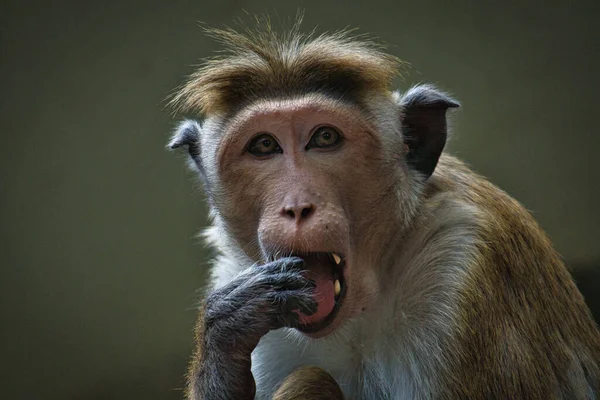 Een Portret Van Een Makaak Tijdens Het Eten — Stockfoto