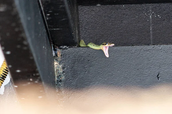 タイの階段に口を開いた蛇 — ストック写真
