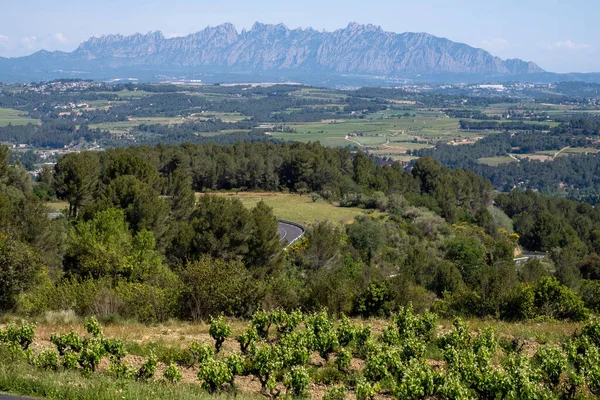 Piękny Widok Region Winiarski Penedes Katalonii Hiszpania — Zdjęcie stockowe