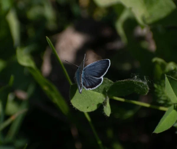 Una Macro Toma Una Mariposa Morfo Azul Sobre Una Hoja — Foto de Stock