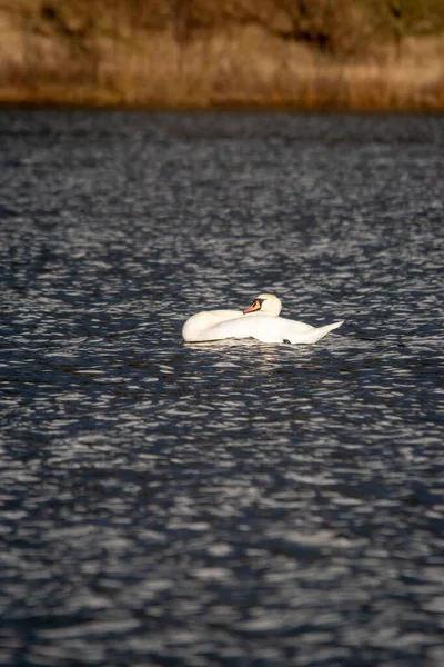 Selectivă Lebădă Albă Care Învârte Într Lac — Fotografie, imagine de stoc