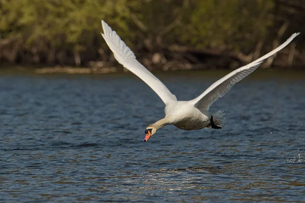 Primer Plano Hermoso Cisne Blanco Volando Sobre Lago Bajo Sol — Foto de Stock