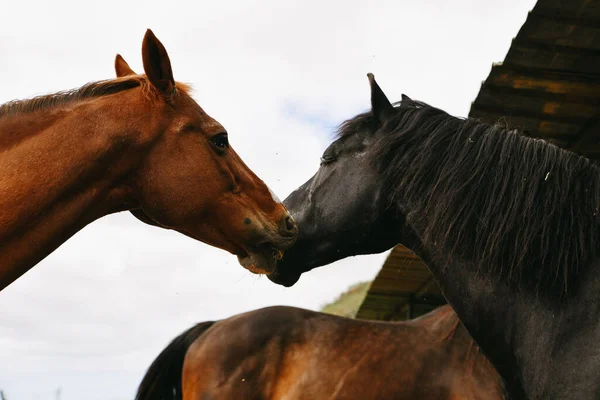 A portrait of two beautiful horses brown and black under a cloudy sky