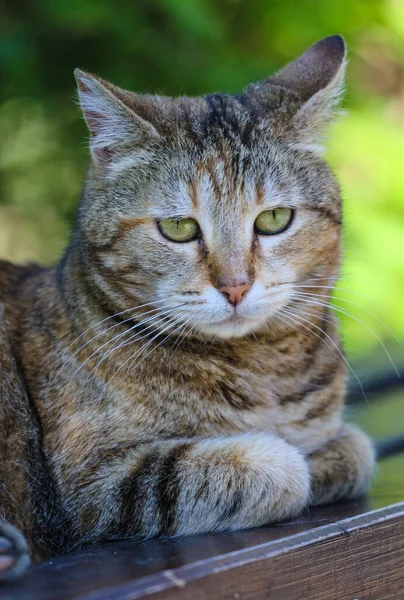 Eine Vertikale Aufnahme Einer Katze Mit Grünen Augen Die Auf — Stockfoto