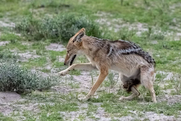 Chacal Luchando Selva Canis Mesomelas Namibia África —  Fotos de Stock