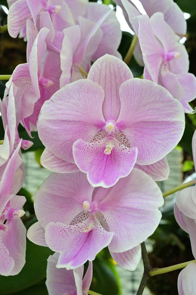 Phalaenopsis Vulgarmente Conhecido Como Orquídeas Traça Estão Entre Orquídeas Mais — Fotografia de Stock