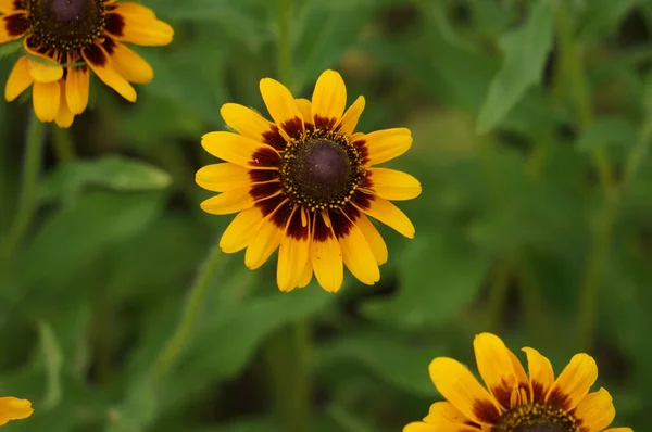 Closeup Shot Yellow Rudbeckia Flowers — Stock Photo, Image