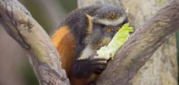 Tiro Perto Macaco Comendo Galho — Fotografia de Stock