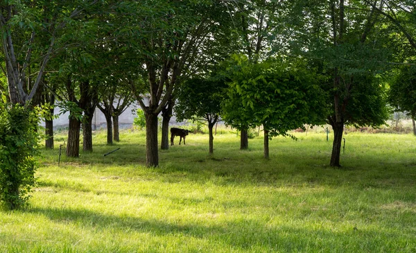 Una Hermosa Vista Parque Con Árboles Verdes Hierba Para Caminar —  Fotos de Stock