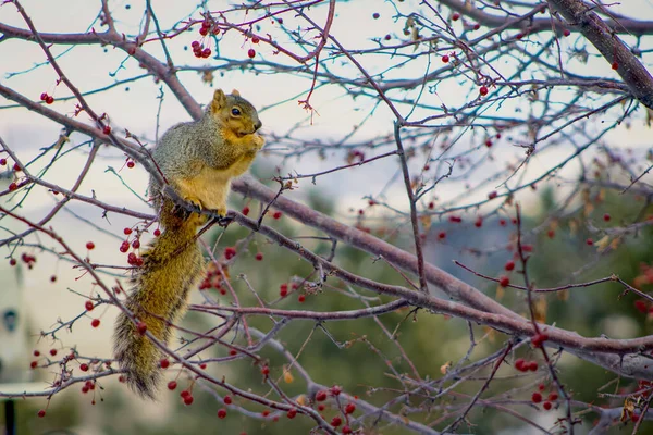 木の枝でベリーを食べるリスのクローズアップショット — ストック写真
