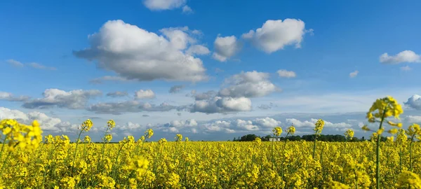 Krásný Záběr Údolí Pokrytého Žlutými Květy — Stock fotografie