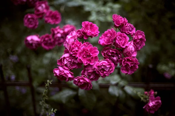 Närbild Bild Blommande Rosa Rosor Isolerad Suddig Bakgrund — Stockfoto