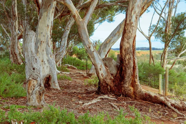 Vacker Utsikt Över Gröna Eukalyptusträd Australiens Buskland Solig Dag — Stockfoto