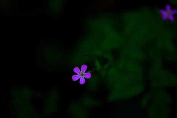 Egy Közeli Kép Egy Gyógynövény Robert Virág Kertben Homályos Háttér — Stock Fotó