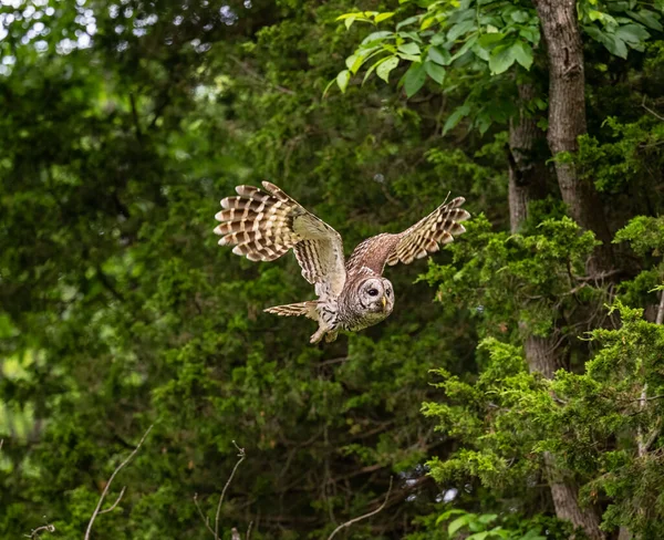 一只猫头鹰在森林中飞翔的美丽景象 — 图库照片