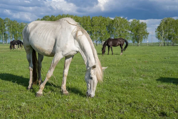 Summer Landscape Horses Grazing Green Meadow — Stock Photo, Image