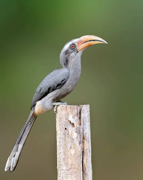 Gros Plan Oiseau Calmar Gris Malabar Perché Sur Bois Isolé — Photo