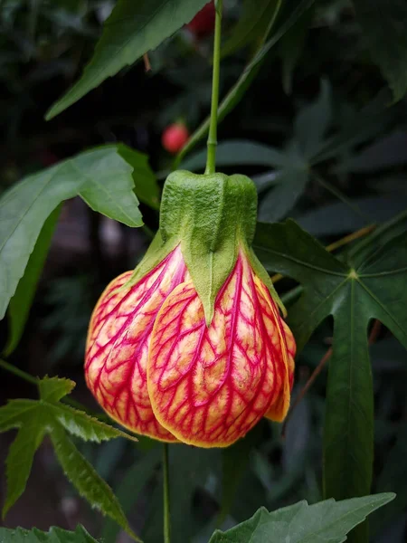 Campana Fiore Rosso Vena Abutilon Con Sfondo Naturale Taipei Orto — Foto Stock