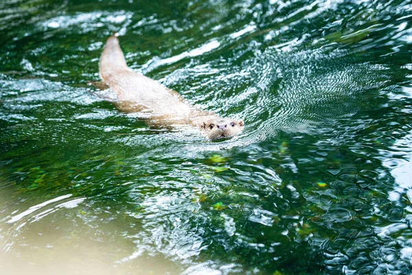Eine Nahaufnahme Des Fischotters Der Auf Der Grünen Wasseroberfläche Schwimmt — Stockfoto