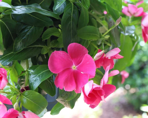 Closeup Beautiful Madagascar Periwinkle Flowers Blooming Garden — Stock Photo, Image