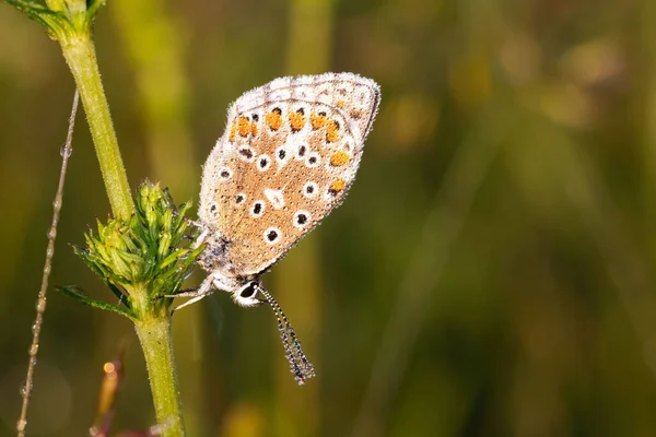 Naturskön Över Adonis Blå Fjäril Uppflugen Växt Suddig Bakgrund — Stockfoto