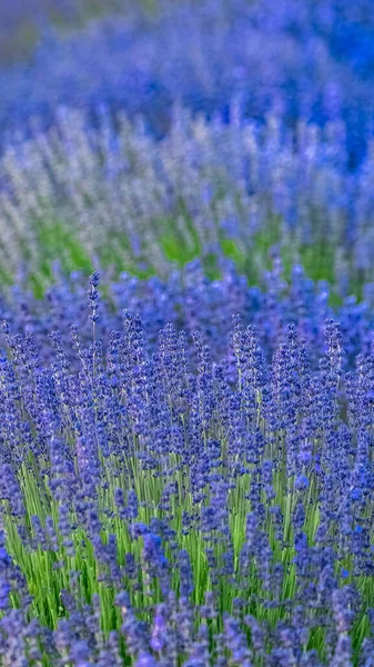 普罗旺斯的薰衣草田春天的风景五彩斑斓 — 图库照片