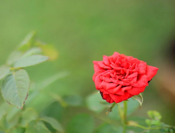 Eine Nahaufnahme Einer Roten Rose Einem Grünen Garten — Stockfoto