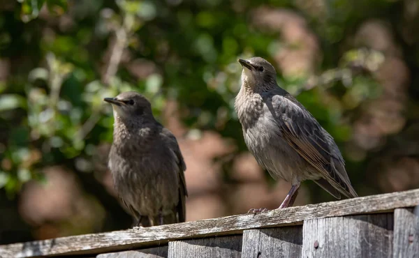 Een Close Shot Van Spreeuwen Zittend Een Houten Hek — Stockfoto