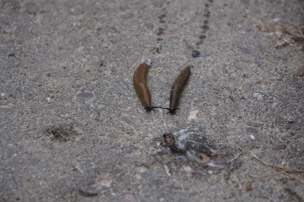 Two Small Land Slugs Crawling Dirty Ground Outdoors — Stock Photo, Image