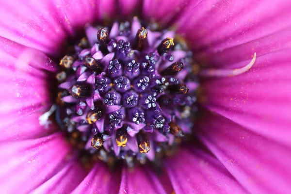 Makro Purpurowej Powierzchni Piętna Środku Kwiatu Steru — Zdjęcie stockowe