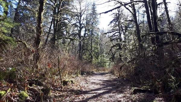 Forest Path Surrounded Tall Mossy Trees — Stock Photo, Image