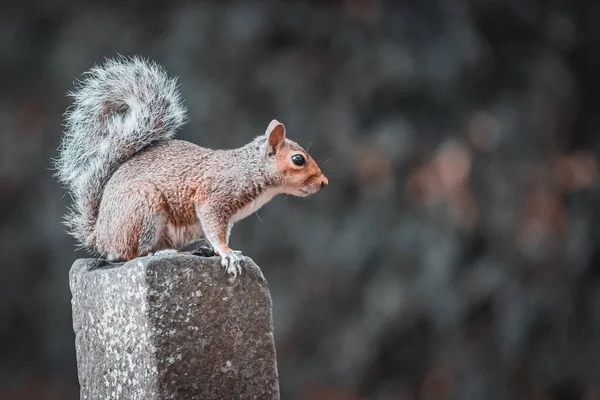 Primer Plano Ardilla Gris Oriental Sciurus Carolinensis Piedra —  Fotos de Stock