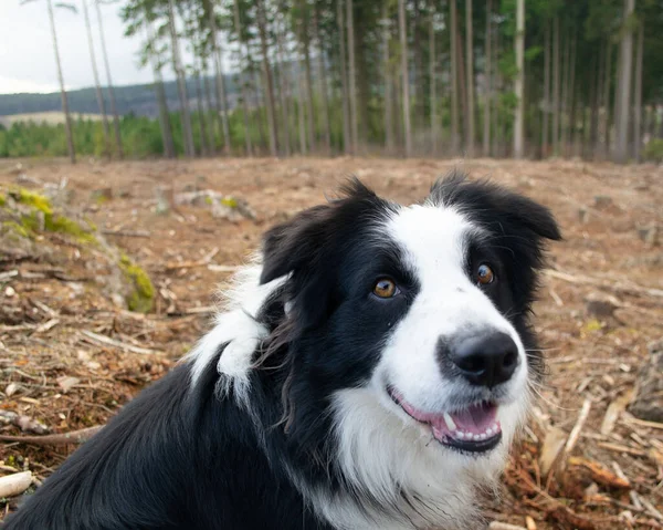 Closeup Shot Adorable Black White Dog Park — Stock Photo, Image