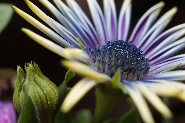 Een Closeup Van Prachtige Cape Marguerite Bloemen Een Tuin — Stockfoto