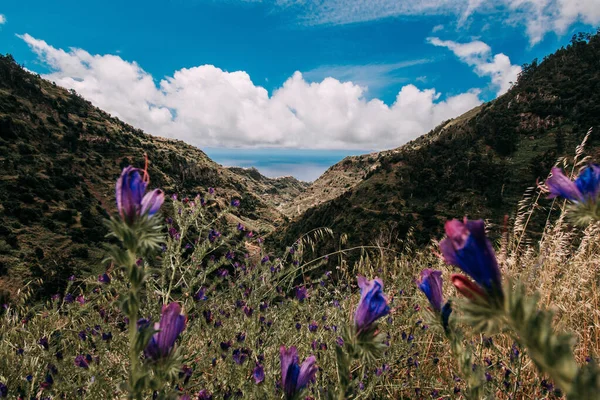 紫色の花々が咲き乱れる岩山の自然景観 — ストック写真