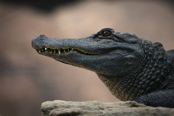 在模糊的背景下拍摄的动物园鳄鱼头像的特写镜头 — 图库照片