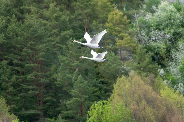 Par Cisnes Blancos Volando Contra Árboles Verdes —  Fotos de Stock