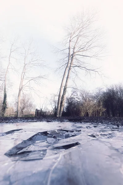 Londra Ngiltere Bir Ağacın Önündeki Buz Tabakasının Dikey Görüntüsü — Stok fotoğraf