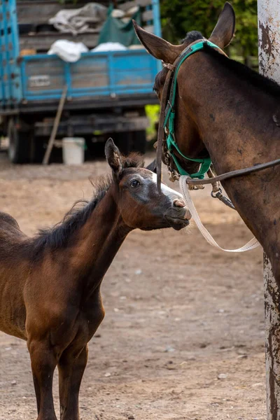 Ein Junges Fohlen Schaut Seine Mutter Auf Einer Ranch Zärtlich — Stockfoto