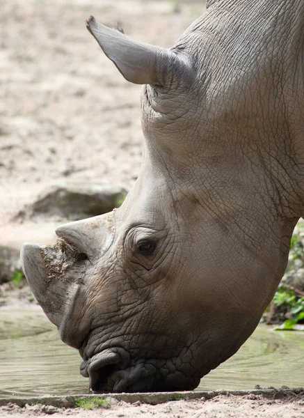 Plan Rapproché Rhinocéros Avec Une Corne Eau Potable Provenant Étang — Photo