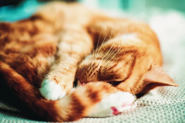 Primo Piano Gatto Carino Che Dorme Pavimento — Foto Stock