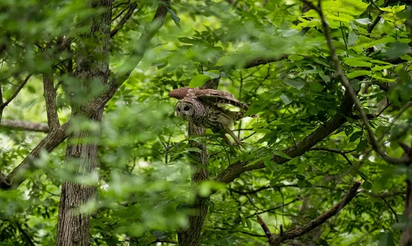 Bannlyst Uggla Flyger Skog — Stockfoto