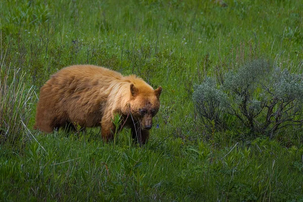 Skořicově Zbarvený Černý Medvěd Procházející Podrostem Yellowstonském Národním Parku Wyomingu — Stock fotografie