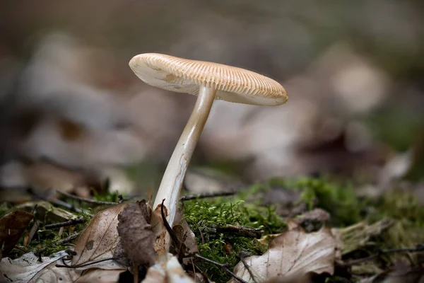 Primer Plano Amanita Fulva Comúnmente Llamada Griseta Tawny Amanita Sin — Foto de Stock