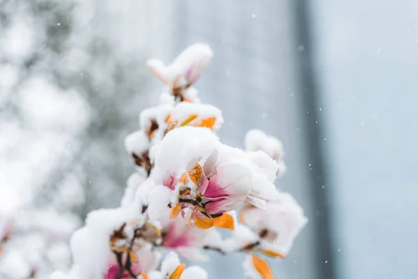 春天里被雪覆盖的一丛花 — 图库照片